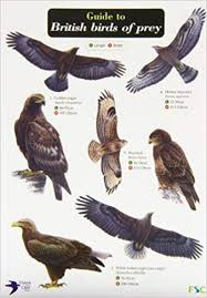 Guide To British Birds Of Prey Chart Amazon Co Uk Harry