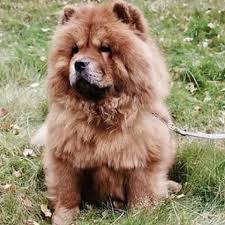 Search for dogs for adoption at shelters near lafayette, la. Chow Chow