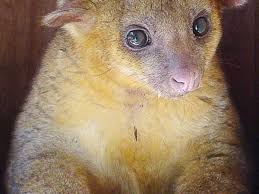 This is a popular question, but it is also specific to the kinkajou. The Kinkajou A Tropical Rainforest Animal And An Exotic Pet Pethelpful