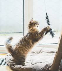Kitten Jumping And Catches Toy Fluffy Kittens Siberian Cat Kitty Games