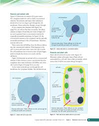 A bacterial cell is shown above for comparison. Cambridge Igcse Biology Coursebook Third Edition By Cambridge University Press Education Issuu