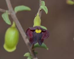 Image result for Tinnea antiscorbutica