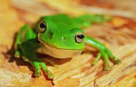 16282 views | 30200 downloads. Cute Frog Pictures Download Free Images On Unsplash