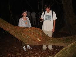 Image result for Entada gigas