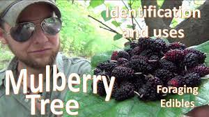 We did not find results for: The Mulberry Tree Uses And Identification Survival Foraging Youtube