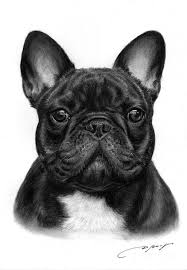 We did not find results for: French Bulldog Draw Shefalitayal