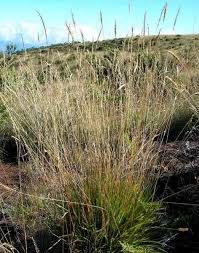 Image result for Anthoxanthum nivale