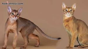 Abyssinian Habes Kedisi Kisa Tuylu Kedi Cinsleri Kediannesi Com