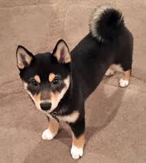 The coat is thick, short and dense. Kona The Shiba Inu Japanese Dogs Shiba Inu Akita Puppies