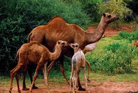 Image result for camel
