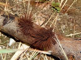Image result for Stemonitis splendens