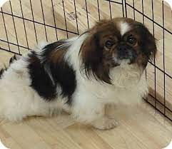Calverton Ny Pekingese Japanese Chin Mix Meet Bubba A Dog For Adoption Pekingese Pets Pekingese Mix