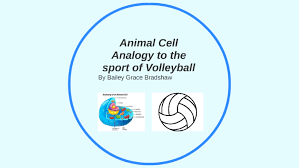 Check spelling or type a new query. Animal Cell Analogy To Volleyball Team By Bailey Bradshaw On Prezi Next