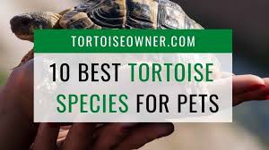The texas tortoise (gopherus berlandieri) is one of the most interesting reptiles found in texas. The 10 Best Tortoise Species That Make Wonderful Pets And Basic Care Tips Tortoise Owner