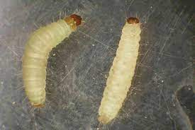 Small sludge worms are hostile worm mobs that are spawned by worm holes in the first and second layers of the labyrinthine vaults of the sludgeon. White Worms Crawling Up The Walls Colonial Pest Control