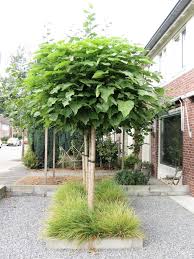 5 Superbes Petits Arbres Pour Petit Jardin En 2020 Arbres Pour Petit Jardin Petit Arbre Arbre De Judee
