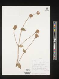 Image result for Leucas glabrata