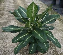 10 Dieffenbachia Sterling Plant Leaves Plants Indoor Garden