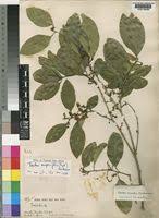 Image result for Vepris