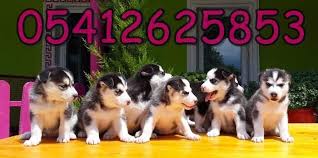 Husky Yavru Ilanlari Sibirya Kurdu Husky Kursun