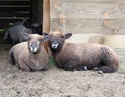 Always take the time to read the cleaning instructions that come with your sheepskin how to remove stains from a sheepskin rug. Sustainable Sheepskin Rugs Auchenstroan Wool