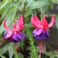 Check spelling or type a new query. Fuchsia Army Nurse Fuchsia Army Nurse Uploaded By Denise16