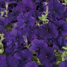 Petunia Hybrida Blue 50 Seeds Petunias Flower Seeds Petunia Flower