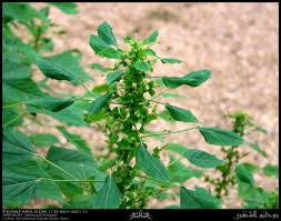 Image result for Acalypha indica