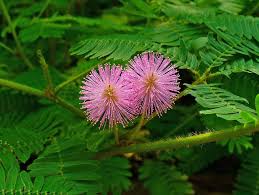 Check spelling or type a new query. Mimosa Pudica Care Gardening On
