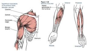 The trapezius partially covers this muscle near the midline portion of the back and spine. Muscles That Move The Arm