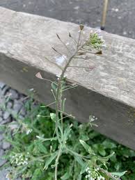 Image result for Capsella