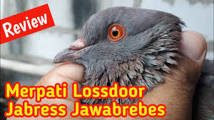 Harga burung merpati hias antara rp 500.000 hingga rp 3.000.000 tergantung dari jenisnya. Mitos Keistimewaan Merparti Selendang 3 By Palamas Channel