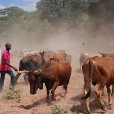 A mixture of bulls and cows fetched a total of r2.7 million, worth a quarter of the auction's total value. Cattle Farmers Under Pressure As Beef Prices Look Set To Remain Subdued