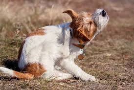 We did not find results for: How To Tell If Your Dog Is Allergic Or Food Sensitive Woofadvisor Blog