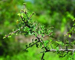 Image result for Commiphora angolensis