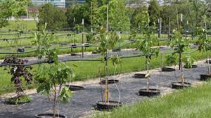 Usually they would have seen them in previous seasons, so the pests or diseases look familiar. Select The Right Tree For Fall Planting In Illinois
