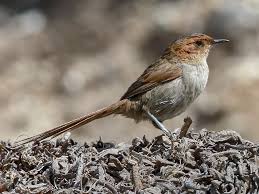 Image result for Pteris auquieri