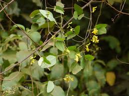 Image result for Dumasia