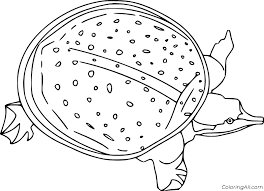 School's out for summer, so keep kids of all ages busy with summer coloring sheets. Softshell Turtle Coloring Page Coloringall