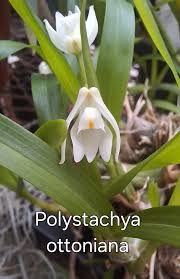 Image result for Polystachya ottoniana