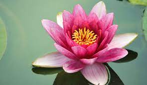 Single Lotus Most Beautiful Flowers National Flower Of India Beautiful Flowers