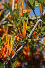 Image result for Agelanthus lugardii