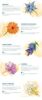 Do you remember day trips in the summer as a child when the windscreen was full of bug road kill by the end of the day? Bee Friendly Annual Flowers Fairmont Hotels