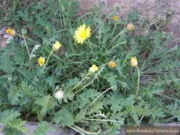 Image result for Haplocarpha