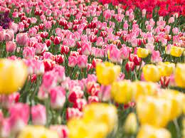 Check spelling or type a new query. Tulip Festival At Thanksgiving Point
