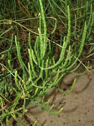 Image result for Salicornia pachystachya
