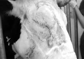 Image result for eyeball enucleation cattle