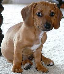 We love puppies of all shapes, sizes, and colors and need a regular dose of cuteness. Doxle Beagle X Dachshund Mix Info Temperament Puppies Pictures