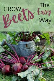 Maybe you would like to learn more about one of these? How To Grow Beets Easily Why You Want To Farmhouse Harvest
