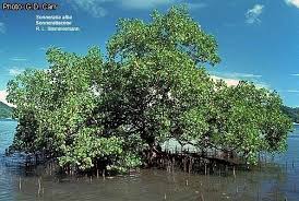 Image result for Sonneratiaceae